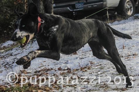 Off-Season Training With Sled Dogs - Endurance Kennels LLC