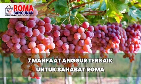 7 Manfaat Anggur Terbaik Untuk Sahabat Roma - Roma Bangunan