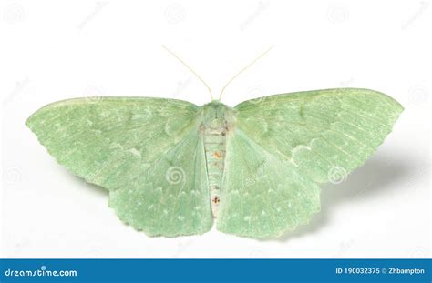 Large emerald moth stock image. Image of geometra, background - 190032375