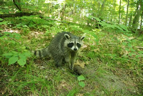 Raccoons: Masters of Adaptation – Oakland County Blog