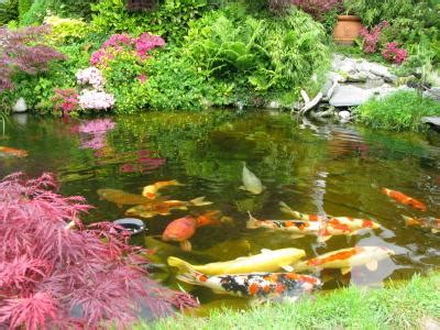 Plants for Koi Ponds | LoveToKnow