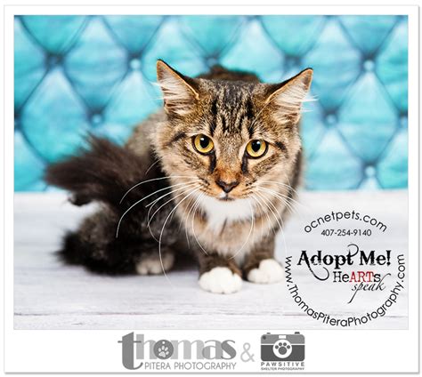 Adoptable Pets | Orlando, FL Rescue Portraits