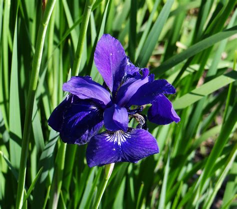 Blue Iris Free Stock Photo - Public Domain Pictures