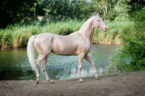 15 de las razas de caballos más hermosos que han existido