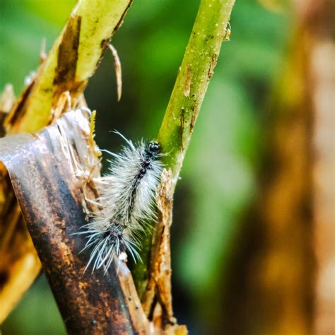 Santa Elena Cloud Forest Reserve: An Enchanting Wonderland | The Spunky Curl