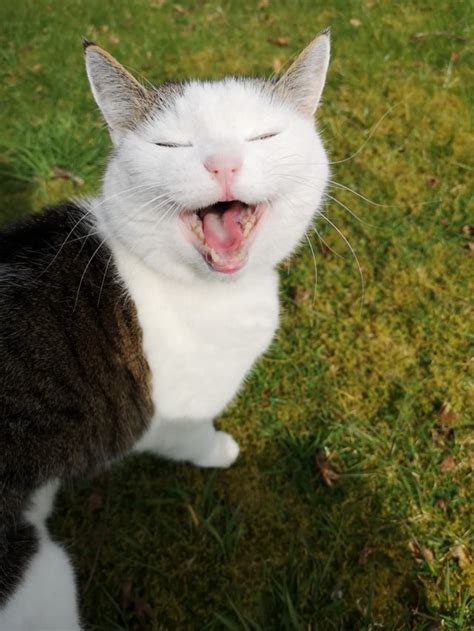 My friend's cat Molly! : r/CatSmiles