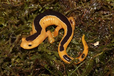 Brilliantly colored 'lost' salamander rediscovered after 42 years