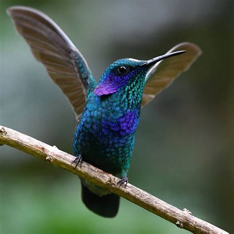 Mexican violetear! Unique Pets, Unique Animals, Cute Animals, Humming Birds, Avis, Cute Birds ...