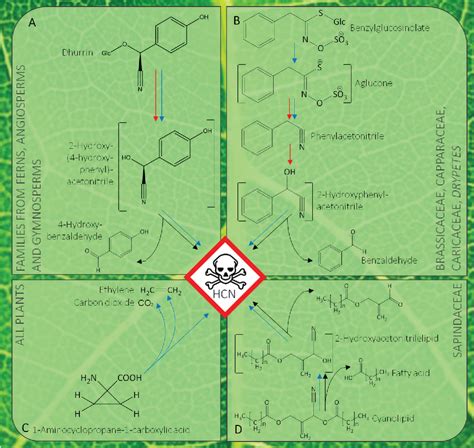 Figure 1 from Herbivore Adaptations to Plant Cyanide Defenses Herbivore Adaptations to Plant ...