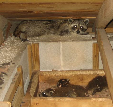 Suburban Raccoons » Blog Archive How to Poison a Raccoon - Suburban Raccoons