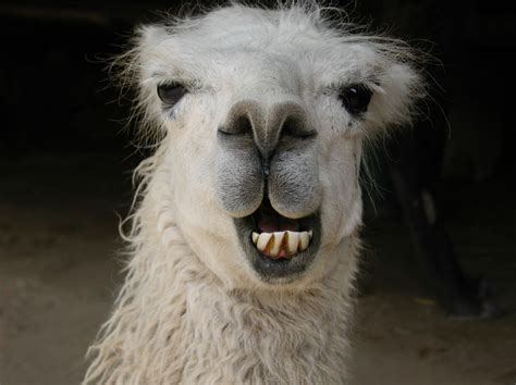 llamas | ve learned a lot about llamas in this past week. (With images) | Funny animal faces