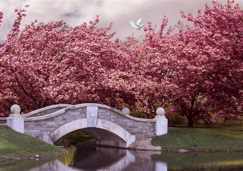 Japanese Cherry Blossom Tree Images ~ Japanese Cherry Blossom รีวิว | Bodaqwasuaq