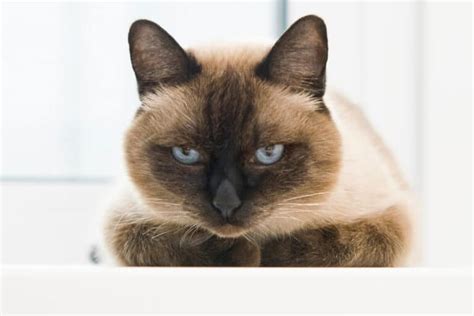 17 Types of Siamese Cats (2022) Which is Best for You? I The Discerning Cat