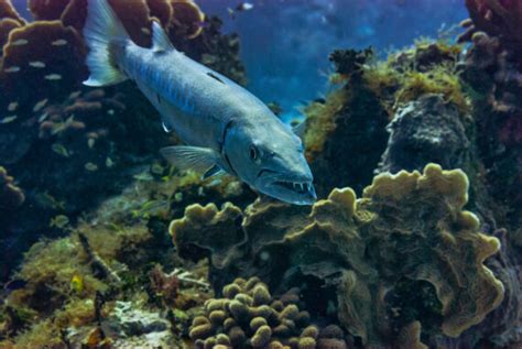 Amazing Barracuda Teeth Facts - American Oceans