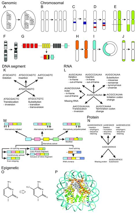 Types of genetic variations. Genomic variation: (A) Euploidy, altered... | Download Scientific ...