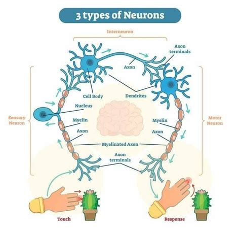 3 Types of Neurons | Types of neurons, Neurons, Teaching biology