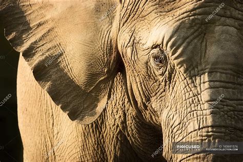 Elephant Face Closeup — species, wilderness - Stock Photo | #163691576