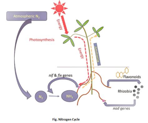 ‘Nif' gene for nitrogen fixation in cereal crops like wheat, jowar, etc ...