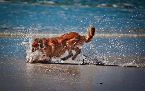 🔥 [70+] Dogs on the Beach Wallpapers | WallpaperSafari