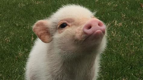 Hank the mini pig is the cutest thing you'll see today