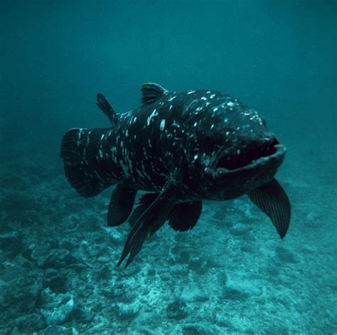 Coelacanth Fish Photograph by Peter Scoones