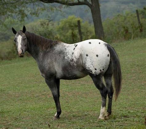 roan blanket appaloosa - Google Search Baby Horses, Wild Horses, Horse Crazy, Horse Love ...