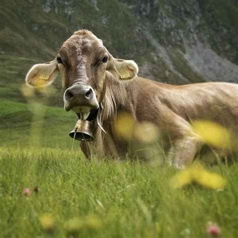 swiss cow | Cow, Farm animals, Cattle