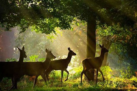 Top 10 Wildlife Sanctuaries In Odisha | Wildlife In Odisha | Times of ...