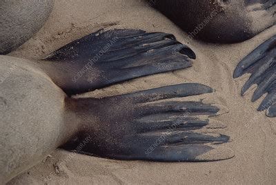 Cape fur seal flippers - Stock Image - Z936/0141 - Science Photo Library