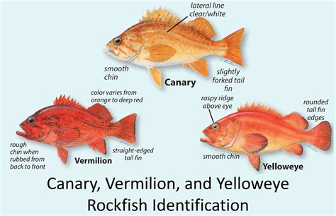 CA Marine Species Portal