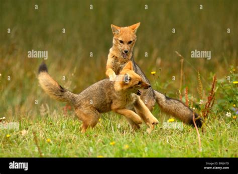 Argentine Gray Fox fox Pseudalopex griseus Parque Nacional Nahuel Huapi national park Puerto ...