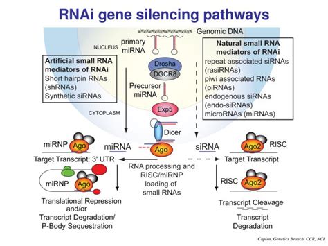 PPT - RNA interference (RNAi) Natasha Caplen Gene Silencing Section ...