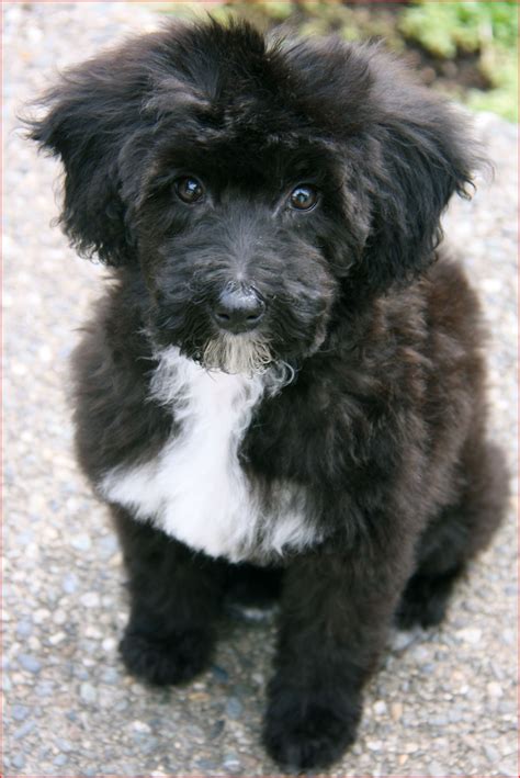 Best Schnoodle Haircuts Pictures in 2020 | Schnoodle, Schnoodle dog, Schnoodle puppy