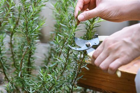 Pruning & harvesting rosemary - Plantura