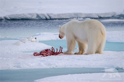 Spitsbergen - Fascination Wildlife