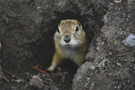 5 Signs You Have a Gopher Problem - https://www.tastefulspace.com