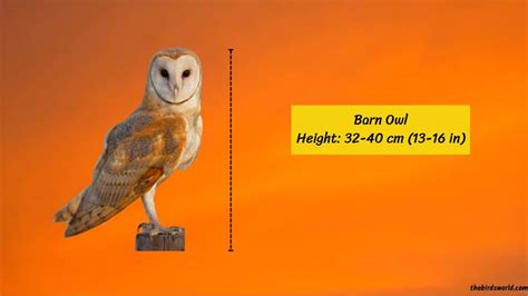 Barn Owl Size: How Big Are They Compared To Others?