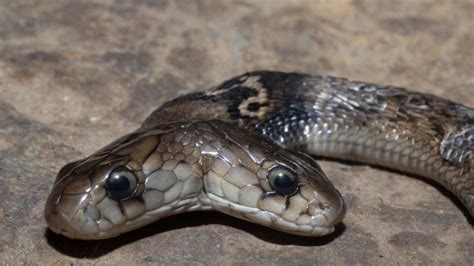 Rare two-headed cobra rescued in Uttarakhand’s Dehradun - Hindustan Times