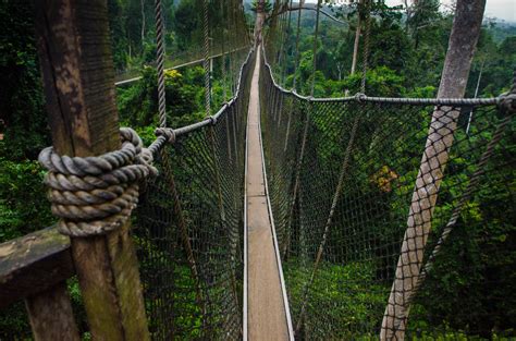 Canopy Walkways at Kakum National Park