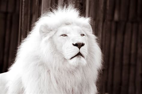 Albino Lion - Albino Lion, Bratislava, Slovakia | Per aspera ad astra | Pinterest