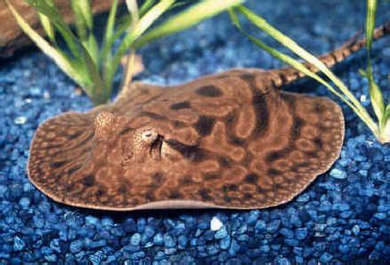 potamotrygon hystrix. One of the smallest available freshwater stingray species. Rare and ...