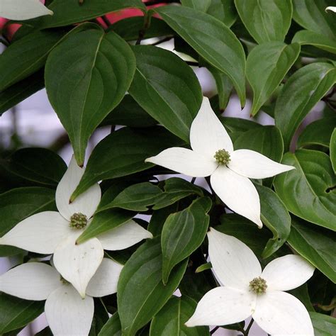 White Kousa Dogwood Tree | Stunning White Blooms — PlantingTree