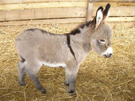 palm sunday donkey with a cross on it's back. | Pet donkey, Animals, Donkey breeds