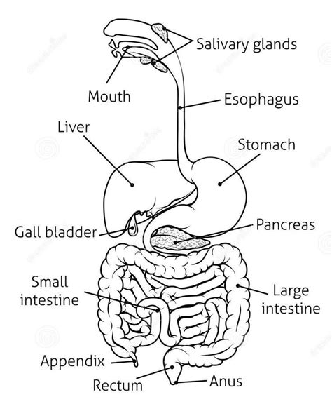 Diagram of digestive system | Simple digestive system diagram ...