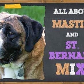 Saint Bermastiff (Saint Bernard & Mastiff Mix) Facts, Pictures & Information | ZooAwesome