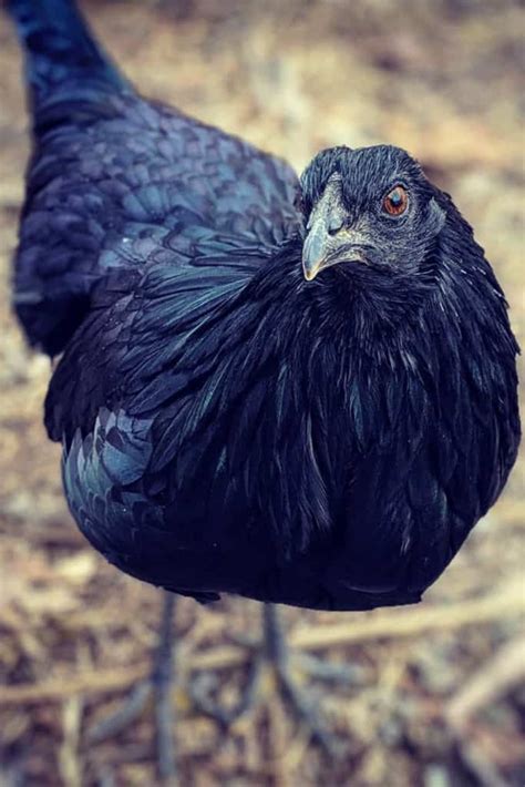 Sumatra Chicken: Eggs, Height, Size and Raising Tips