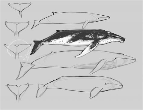 Whale Illustration Basics - John Muir Laws