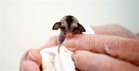 Baby sugar glider’s rescue leaves message for pet owners | Daily Telegraph