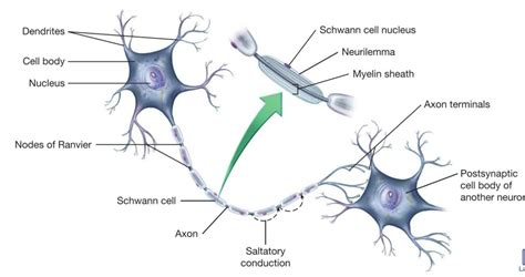 axon terminal diagram - NaelaZeineb