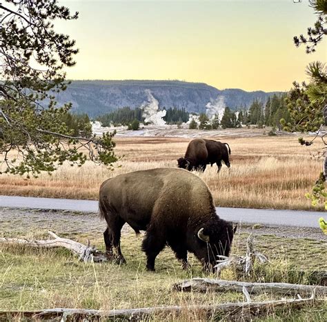 Yellowstone Buffalo : r/photographs